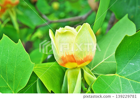 紅色和黃色的鬱金香花(春天,四月) 紅色和黃色的鬱金香花(春天,四月) 139229781