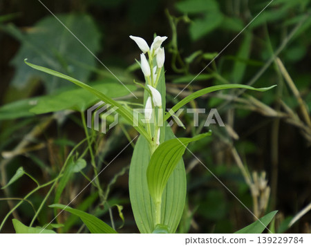 山坡上盛開著長葉頭花草 山坡上盛開著長葉頭花草 139229784