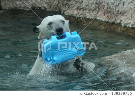 一隻北極熊在玩塑膠容器(德島動物園,波魯魯) 一隻北極熊在玩塑膠容器(德島動物園,波魯魯) 139229790