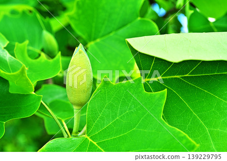 鬱金香樹的花蕾(春季,四月) 鬱金香樹的花蕾(春季,四月) 139229795