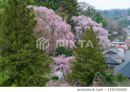 Weeping cherry trees and rows of houses Weeping cherry trees and rows of houses 139230060