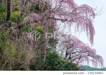 Weeping cherry blossom petals 139230061