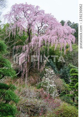 Weeping cherry trees and magnolias Weeping cherry trees and magnolias 139230062