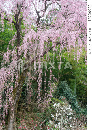 Buddhist cherry trees and bamboo groves Buddhist cherry trees and bamboo groves 139230063