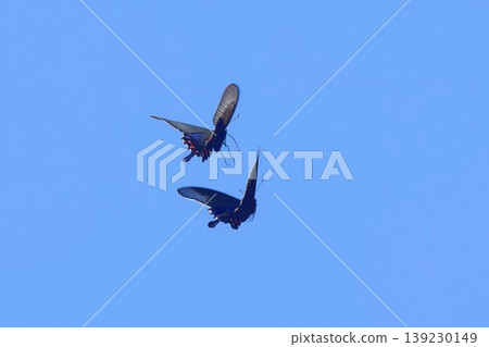 A pair of swallowtail butterflies flying together 139230149
