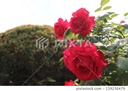 Moist red roses!! Moist red roses!! 139230479