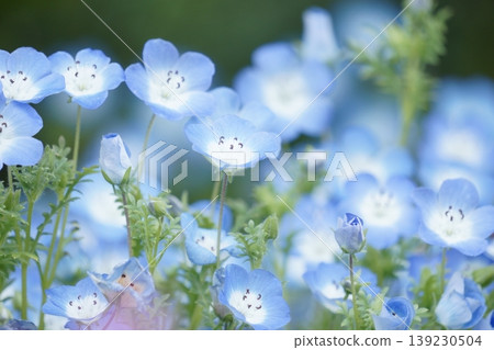 Nemophila field in full bloom 16 Nemophila field in full bloom 16 139230504
