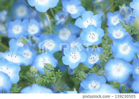 Nemophila field in full bloom 1 139230505