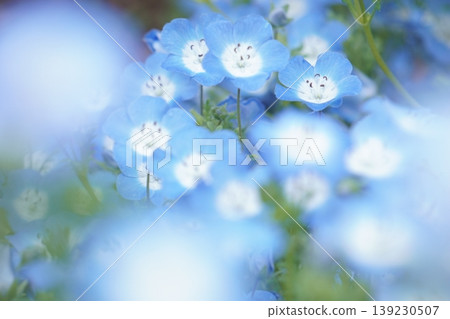 盛開的 Nemophila 領域 3 盛開的 Nemophila 領域 3 139230507