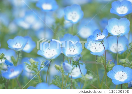 盛開的 Nemophila 領域 4 139230508