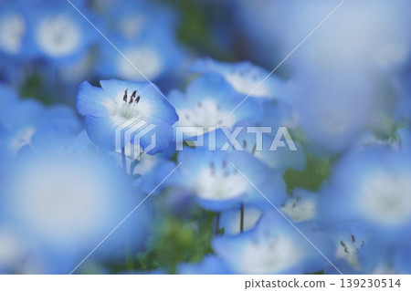 Nemophila field in full bloom 10 Nemophila field in full bloom 10 139230514