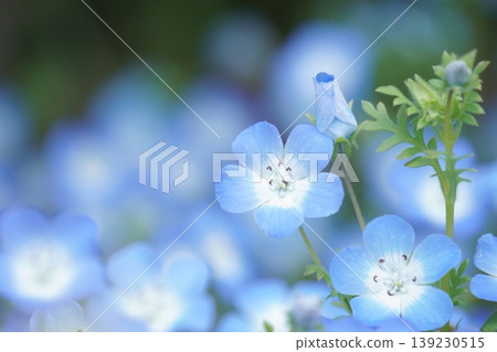 Nemophila field in full bloom 11 Nemophila field in full bloom 11 139230515