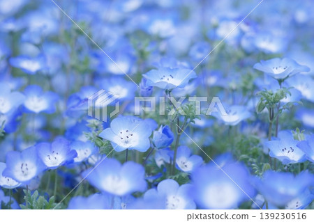 Nemophila field in full bloom 12 Nemophila field in full bloom 12 139230516
