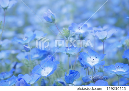 19片盛開的粉紅蝶花田 139230523