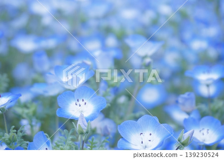 20 fields of nemophila in full bloom 20 fields of nemophila in full bloom 139230524