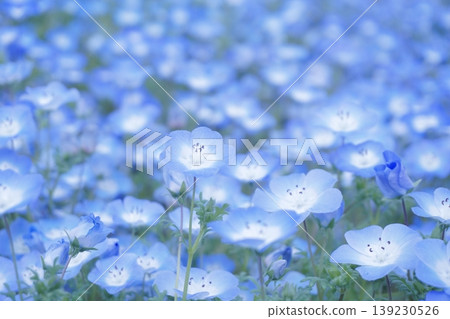 22 fields of nemophila in full bloom 139230526