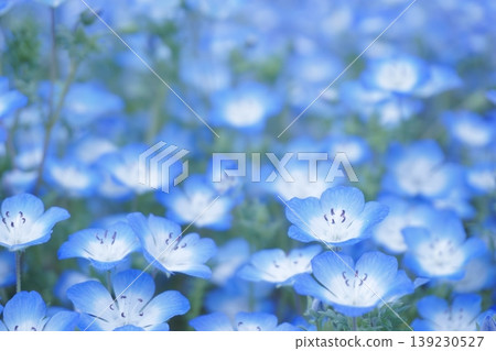 23片盛開的粉紅蝶花田 139230527