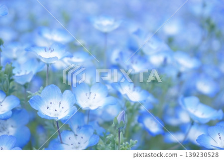 24片盛開的粉紅蝶花田 139230528