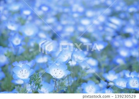 25片盛開的粉蝶花田 139230529
