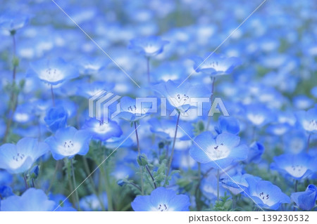 28片盛開的粉紅蝶花田 28片盛開的粉紅蝶花田 139230532