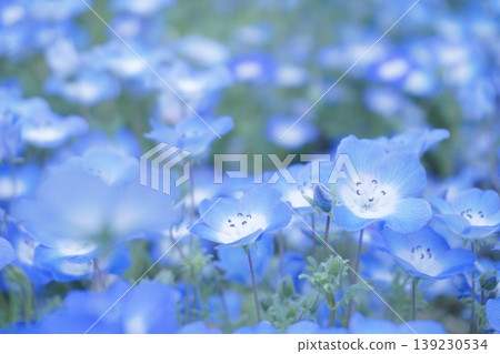 30片盛開的粉蝶花田 139230534