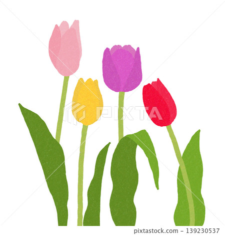 Tulip Tulip 139230537
