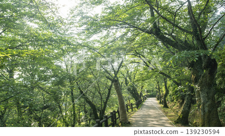 清新綠色的步道（打椿公園） 139230594