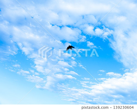A simple scene of a single bird taking flight in a refreshing blue sky. A simple scene of a single bird taking flight in a refreshing blue sky. 139230604