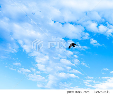 A simple scene of a single bird taking flight in a refreshing blue sky. A simple scene of a single bird taking flight in a refreshing blue sky. 139230610