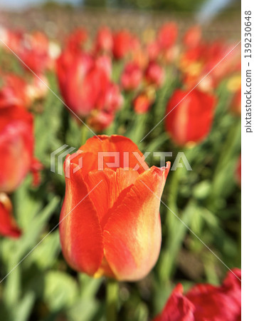 Orange tulip Orange tulip 139230648