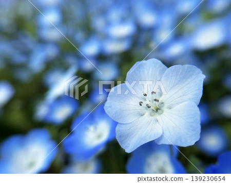 Shining Nemophila Shining Nemophila 139230654