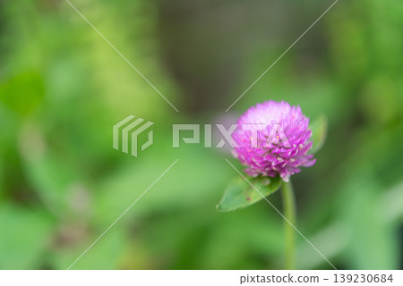 Close up of purple globe amaranth flower with soft green background showing delicate petals natural beauty and fresh botanical detail in garden 139230684