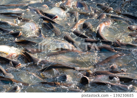 Group of catfish crowding and splashing in shallow water during feeding showing aquaculture activity fish farming and natural behavior with dynamic motion and texture 139230685