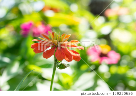 Close up of orange zinnia flower blooming in sunlight with soft green background showing vibrant petals natural beauty and fresh garden atmosphere 139230686