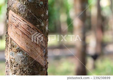 Closeup of rubber tree bark with tapping cut for latex harvesting in plantation natural texture agriculture industry and sustainable resource production Closeup of rubber tree bark with tapping cut for latex harvesting in plantation natural texture agriculture industry and sustainable resource production 139230699