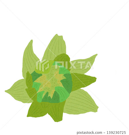 款冬 款冬 139230725