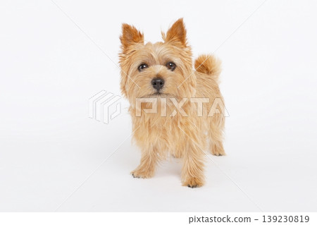 The expression of a Norwich Terrier gazing against a white background. The expression of a Norwich Terrier gazing against a white background. 139230819