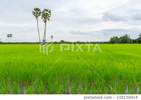 Vibrant green rice field with palm trees under cloudy sky in tropical countryside calm rural landscape agriculture and nature in Thailand Vibrant green rice field with palm trees under cloudy sky in tropical countryside calm rural landscape agriculture and nature in Thailand 139230924