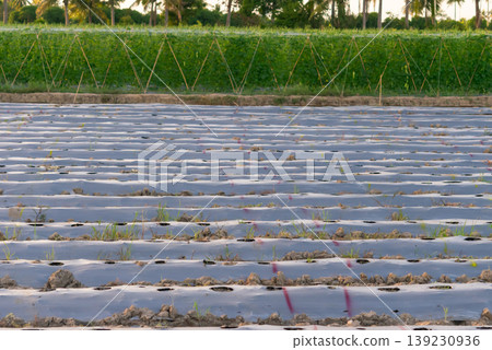 Wide farmland with plastic mulch rows prepared for planting with green crops in background irrigation system and rural agriculture landscape Wide farmland with plastic mulch rows prepared for planting with green crops in background irrigation system and rural agriculture landscape 139230936