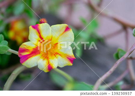 Close up vibrant yellow and pink flower with soft green background natural light delicate petals and fresh garden bloom beauty Close up vibrant yellow and pink flower with soft green background natural light delicate petals and fresh garden bloom beauty 139230937