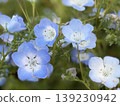 Nemophila 139230942