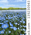 Nemophila 139230943
