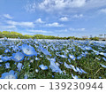 Nemophila 139230944