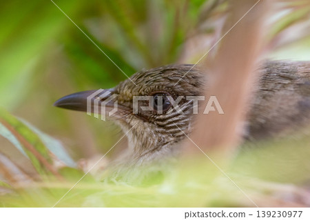 Stealthy Olive-winged Bulbul Resting Motionless in Dense Nest Foliage 139230977