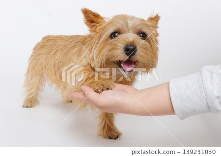 The cute gesture of a Norwich Terrier resting its front paws on its hands. 139231030