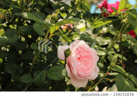 White rose, moist! 139231038