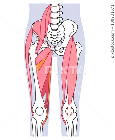 Muscles around the hip joint (anterior): Iliopsoas muscle, adductor muscles, rectus femoris muscle 139231071