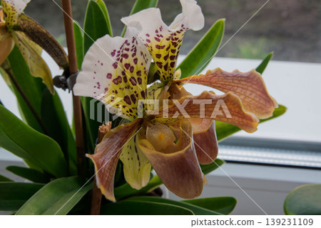 Beautiful blooming Paphiopedilum, the Lady's Slipper Orchid, close-up 139231109