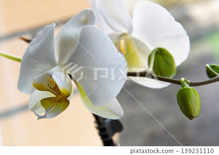 Elegant White Phalaenopsis Orchid Flowers and Buds on a Branch 139231110