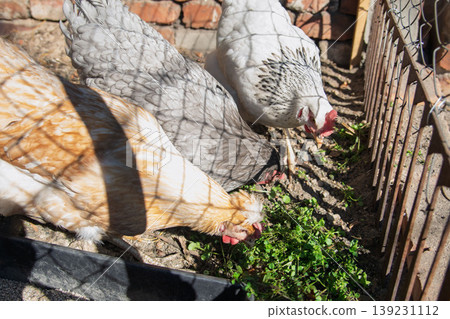 Group of Diverse Breed Hens Foraging in a Sunny Farmyard Group of Diverse Breed Hens Foraging in a Sunny Farmyard 139231112